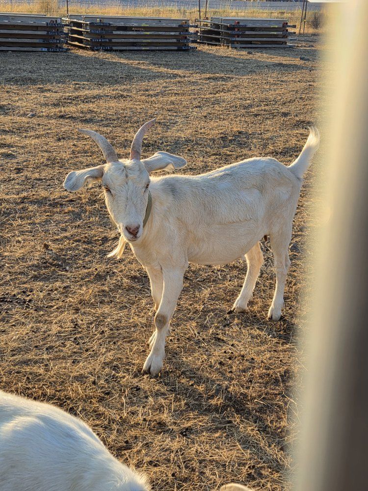 Saanen Nanny Goat weed eater