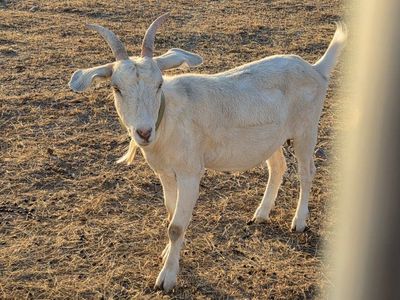 Saanen Nanny Goat weed eater