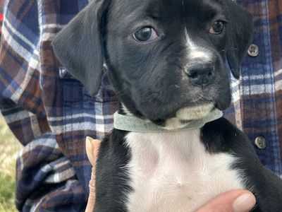 AKC BOXER PUPS