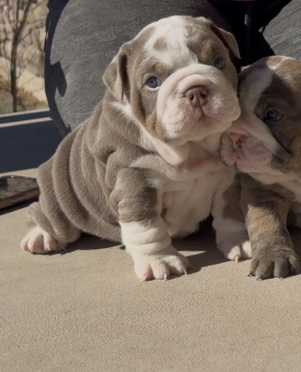 English Bulldog Puppy