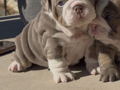 English Bulldog Puppy