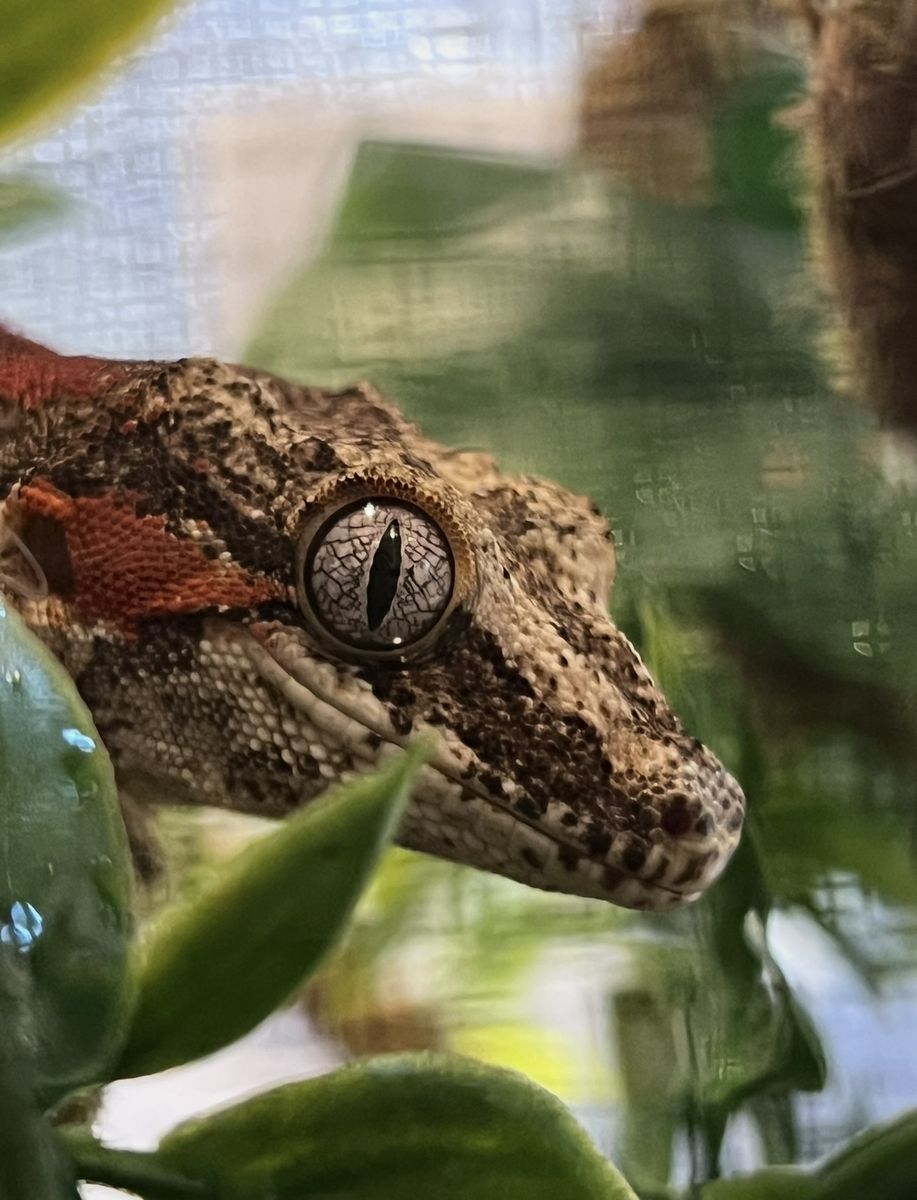Male Red Stripe Gargoyle Gecko Zuko - 3 Years Old (Pet Only)