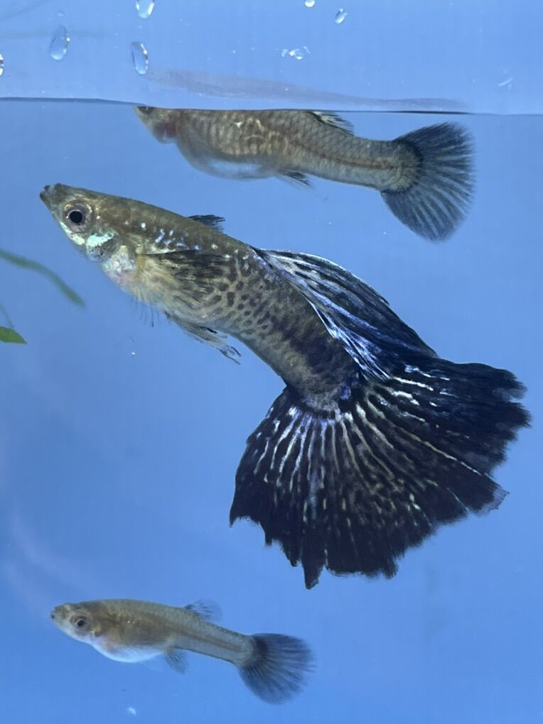 Purple Cobra Guppies