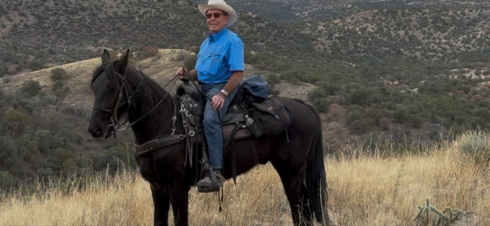 Registered TWH 3-Year-Old Bay Gelding - 15.3 H, Great Trail Horse, Pleasant Temperament