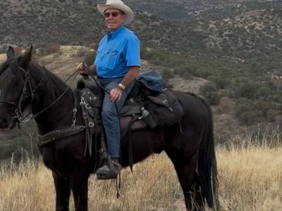 Registered TWH 3-Year-Old Bay Gelding - 15.3 H, Great Trail Horse, Pleasant Temperament