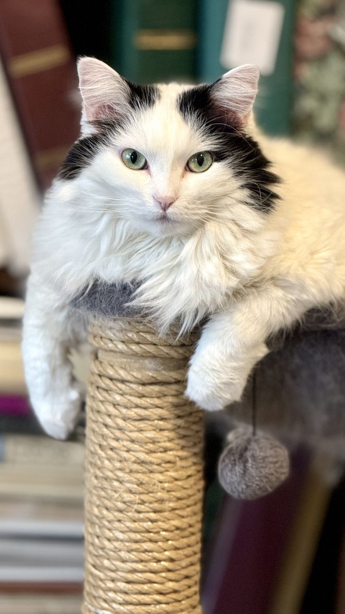 Beatiful Cat needs rehomed