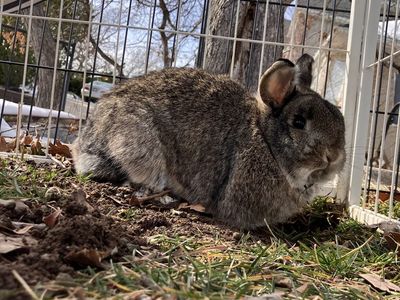 Cute female holland lop bunny!