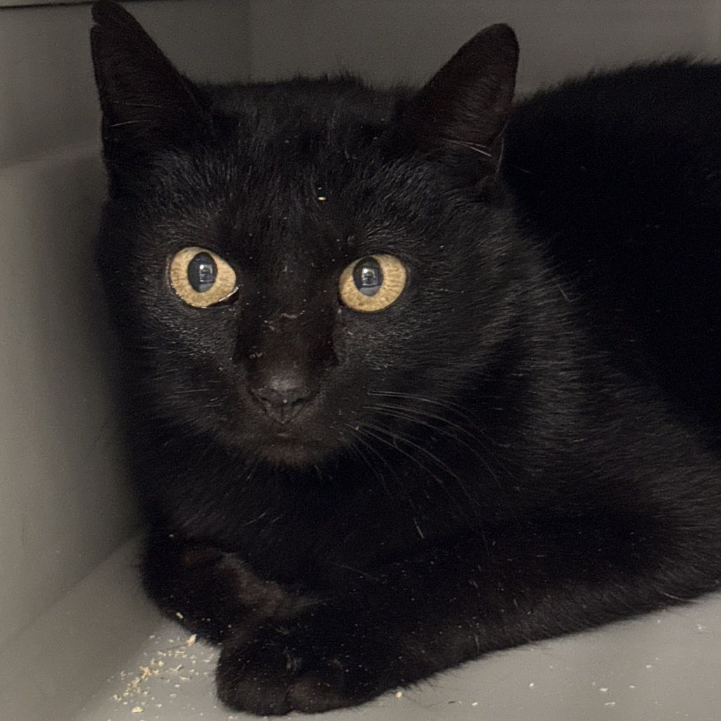 Hello my name is Arlington