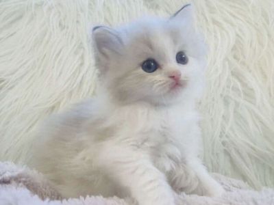 Stunning LYNX POINT/Bi-Color RAGDOLL kittens. (Stay TINY)--less allergenic/shed less! Loyal Puppy like--will follow everywhere!