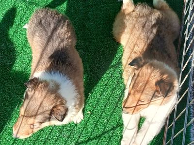 AKC Lassie Collies born Aug 2026 Rough and Smooth