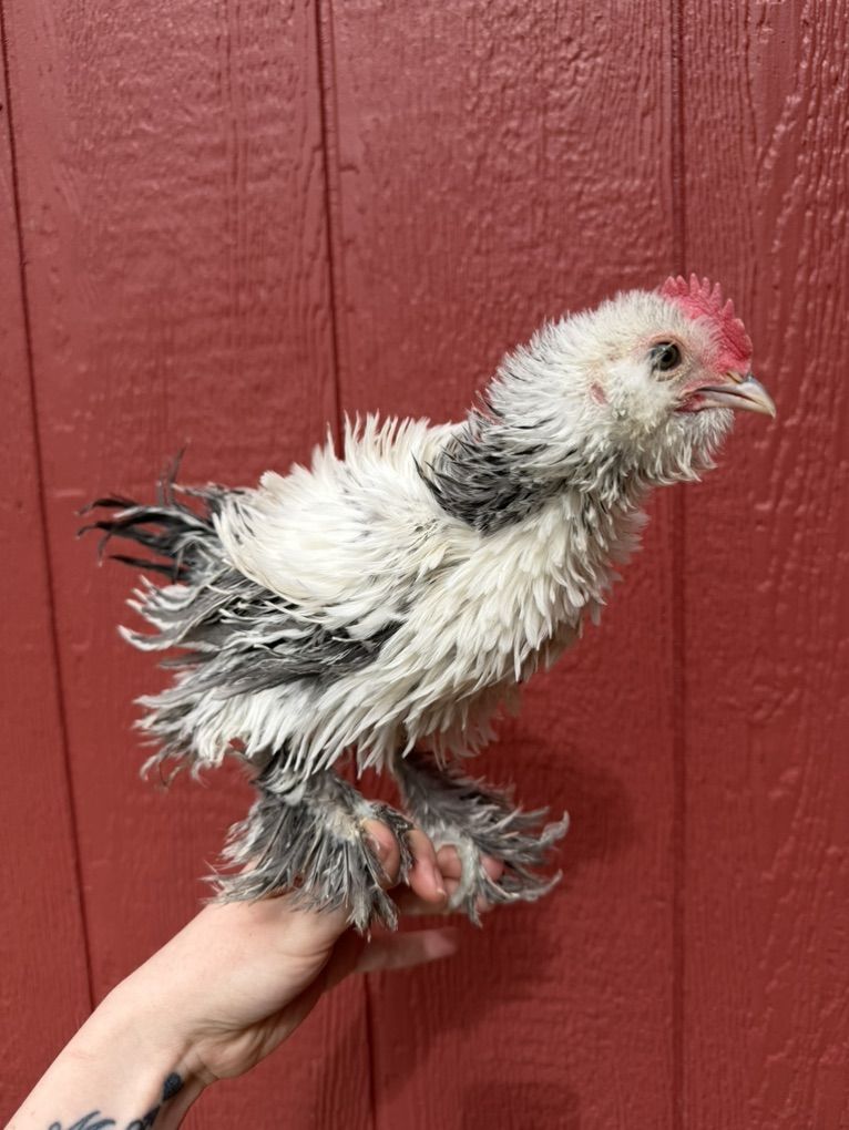 8 Week Old Frizzle Silver Duccle cockerel