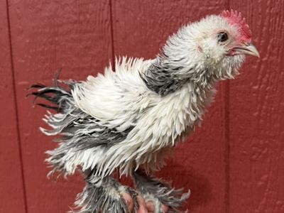 8 Week Old Frizzle Silver Duccle cockerel