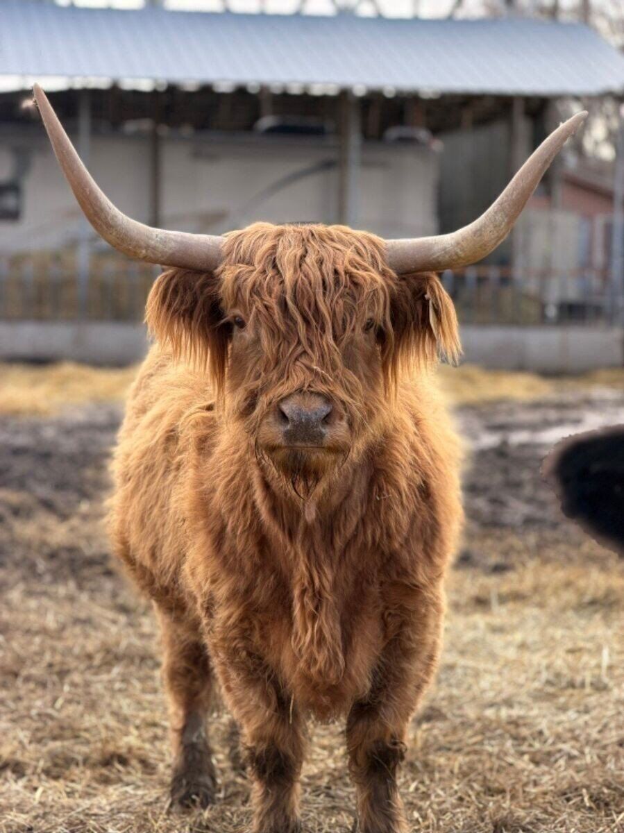 Exposed Highland cow.