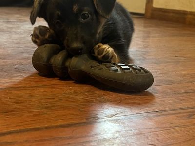 Corgi German Shepherd Mix Puppies - 8 Weeks Old