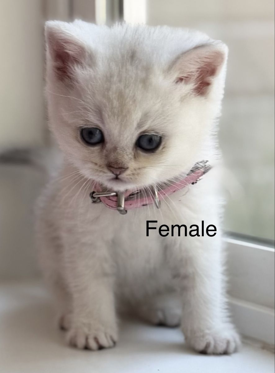 Main image 4