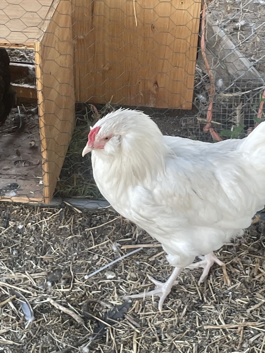 Rooster