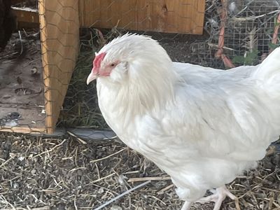 Rooster