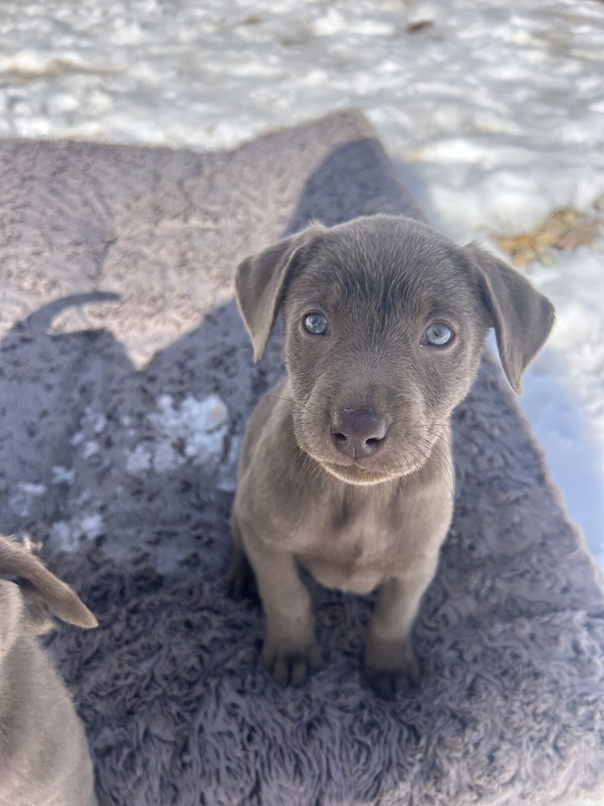 Pure Bred SILVER LABS