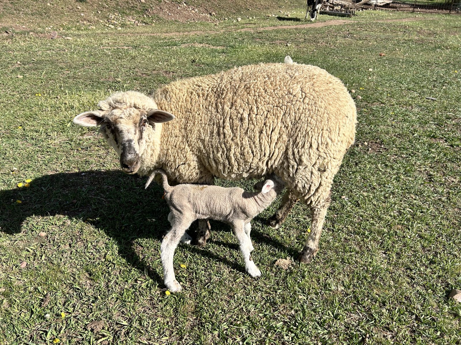 Ewe Lamb Combo