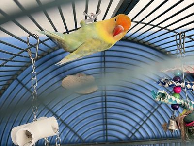 Tiki the lovebird!