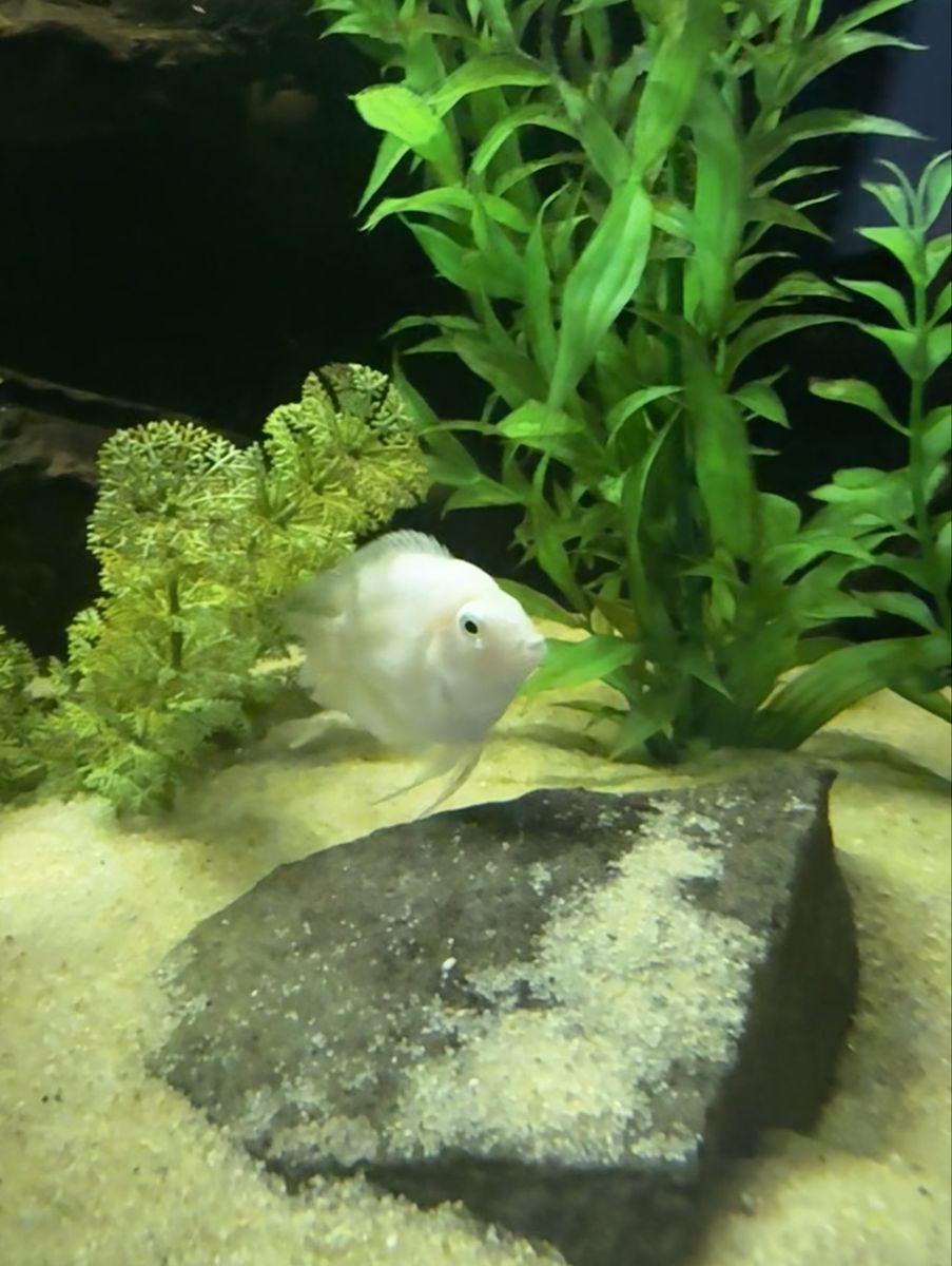 Snow White convict blood parrot cichlid hybrid