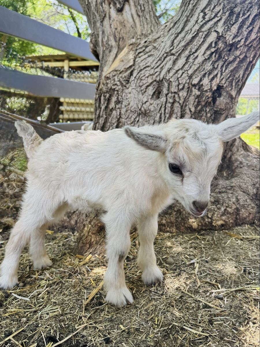Fainting Buck Goat Available – Riley| Maple Creek Farm