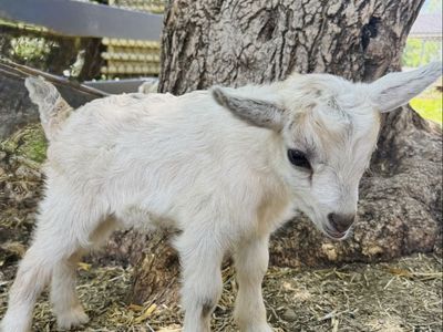 Fainting Buck Goat Available – Riley| Maple Creek Farm