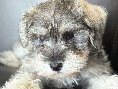 AKC Miniature Schnauzer