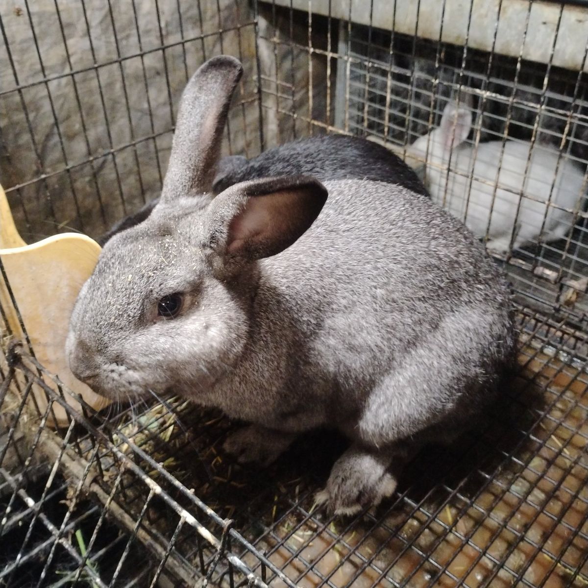 2 Velveteen mix Bunny rabbits