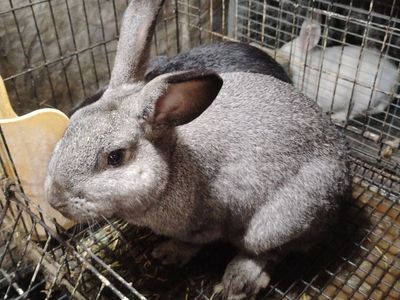 2 Velveteen mix Bunny rabbits