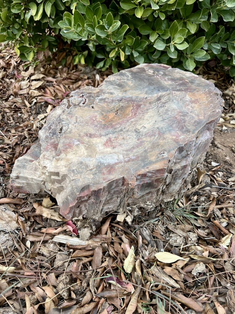 Petrified Wood (2 Pieces) OBO