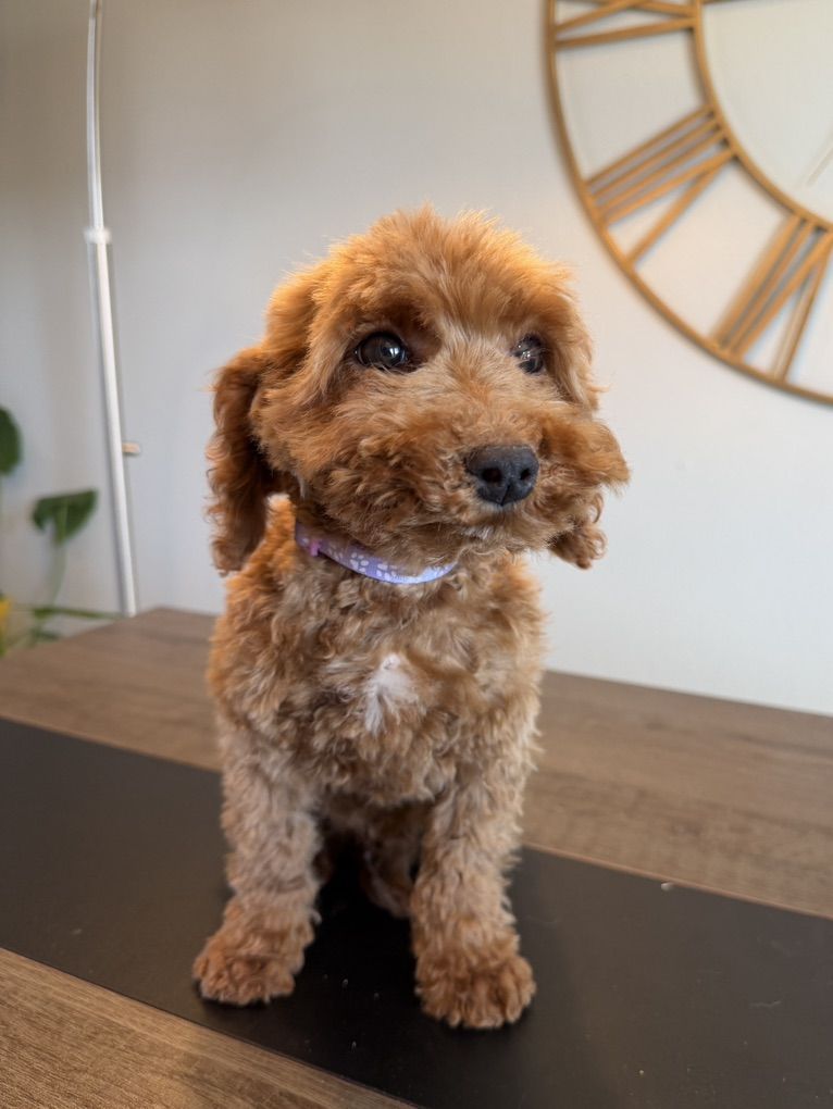 Gorgeous Trained Mini Goldendoodle Boy