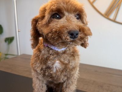 Gorgeous Trained Mini Goldendoodle Boy