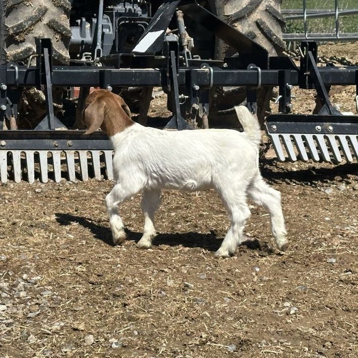 ABGA Boer Goat Kids 4h FFA Or Pets