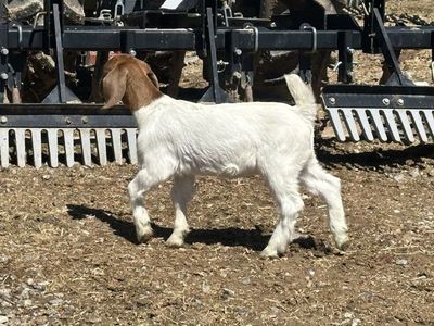 ABGA Boer Goat Kids 4h FFA Or Pets