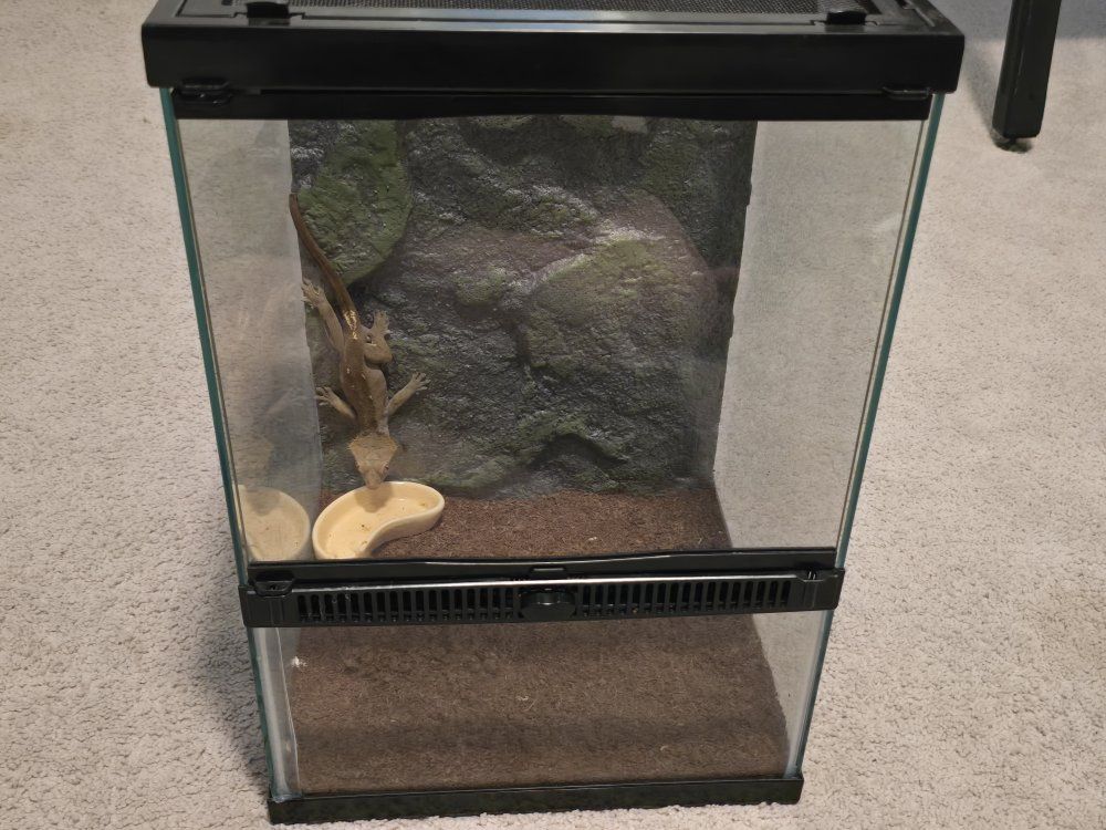 Crested Gecko and Cage
