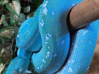 Beautiful Green Tree Python – Blue Morph