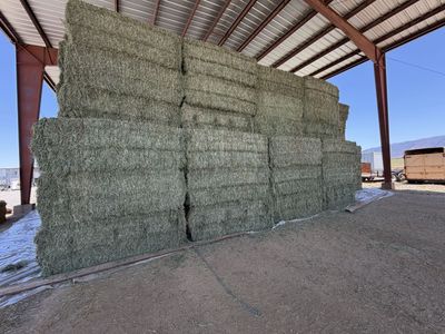 Timothy Grass Hay