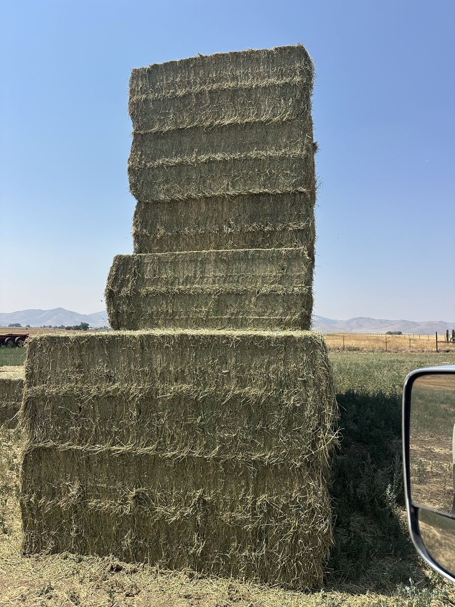 Alfalfa 2nd crop