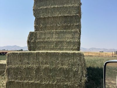 Alfalfa 2nd crop