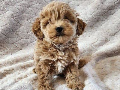 Adorable Goldendoodle Puppies - Ready for a Loving Home!