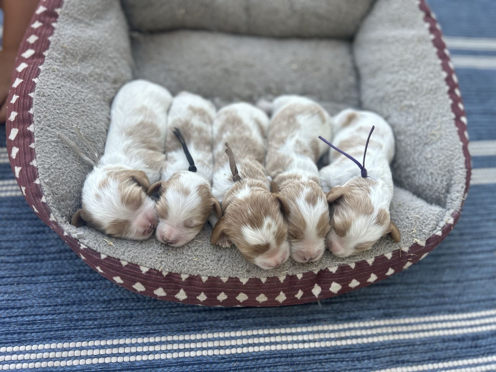 Cavapoo puppies Coming SOON!!