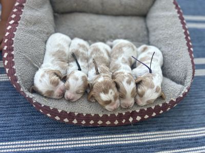 Cavapoo puppies Coming SOON!!