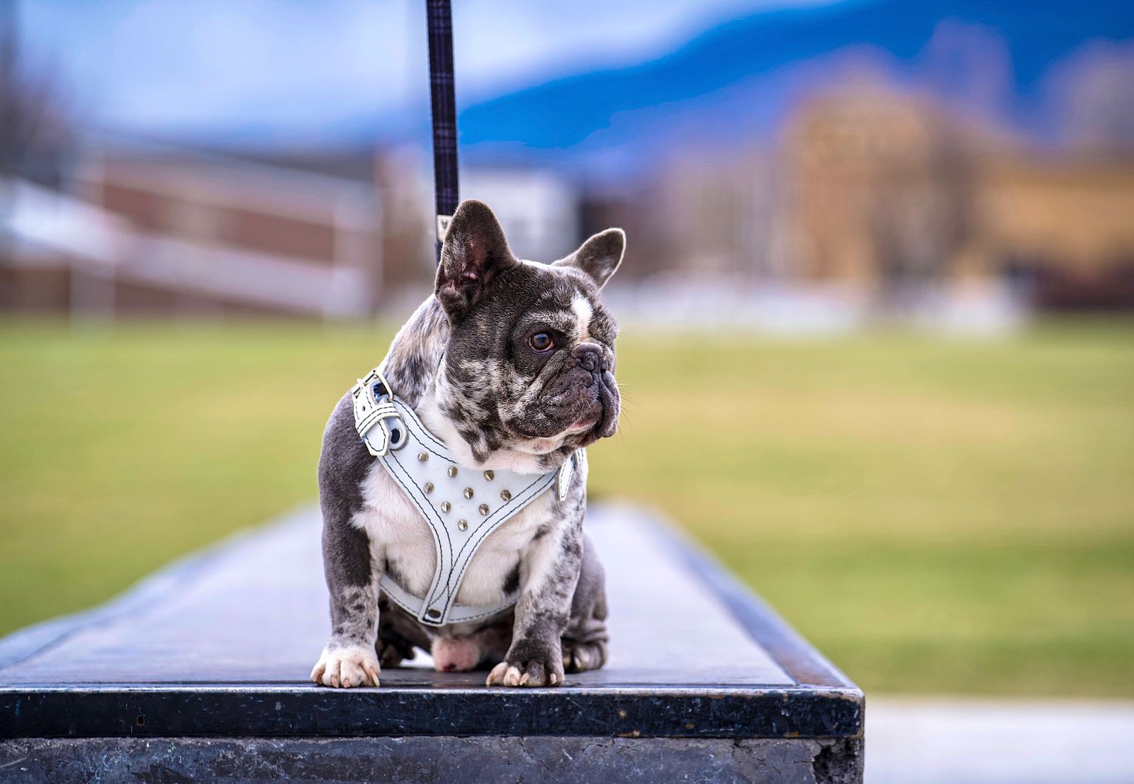 FRENCH BULLDOG STUD SERVICE AVAILABLE