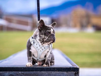 FRENCH BULLDOG STUD SERVICE AVAILABLE