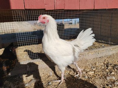 Alchemist Farms Moss Egger Cockerel!