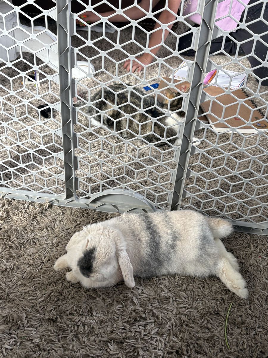 10 month old holland lop Girl