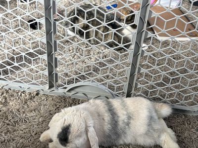 10 month old holland lop Girl