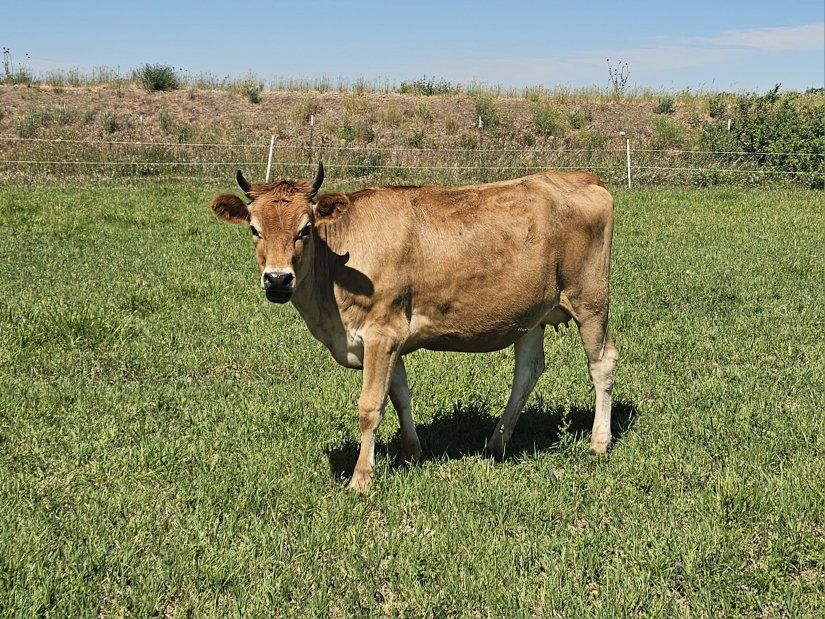 2-Full Jersey Cows-Pregnant