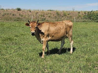 2-Full Jersey Cows-Pregnant